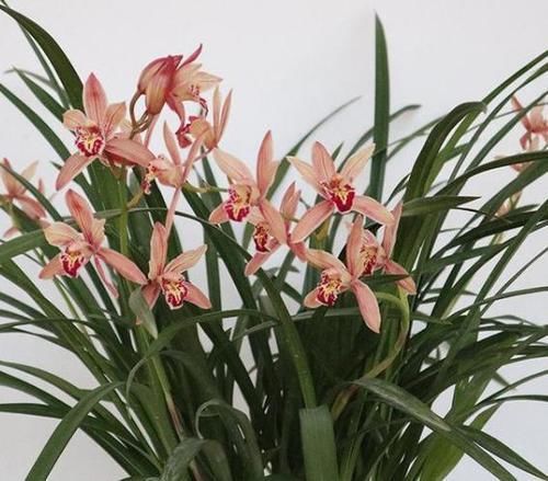 『迷人』盆栽养花就选它，好养易花，花色艳丽，花开浓香，花迷人手一盆