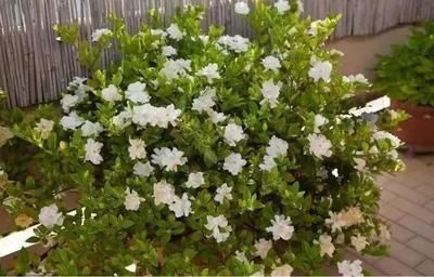  『虚弱』茉莉花“虚弱”的3个阶段！不能晒！越晒越傻
