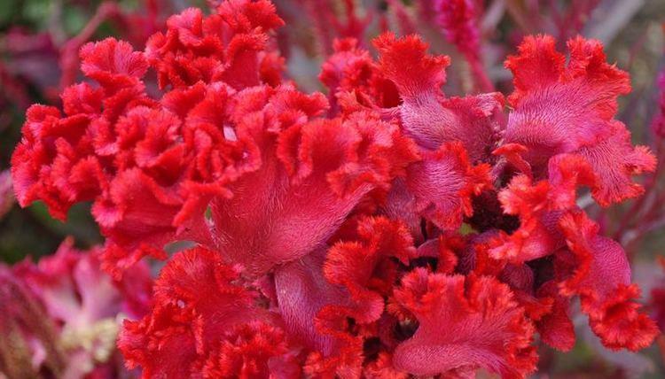  「香香」夏天开花不断，推荐5种香香花，放在阳台，浓香一整夏，花开绚丽