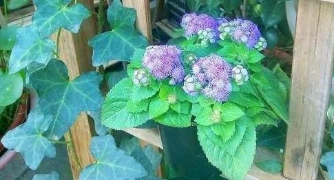  扦插：林中1种“紫花草”，花开清新可爱，折1枝条带回家，能做小巧盆栽