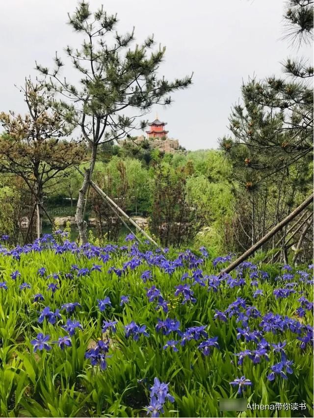  「复活」岱尾花—复活 生命