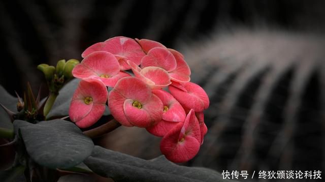  适合：养花就养此3种，花大色艳开花能力强，开花一茬接一茬，适合新手