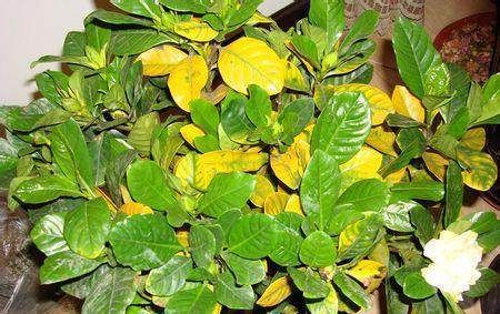  搞定|栀子花发黄，一招搞定，就是这样简单