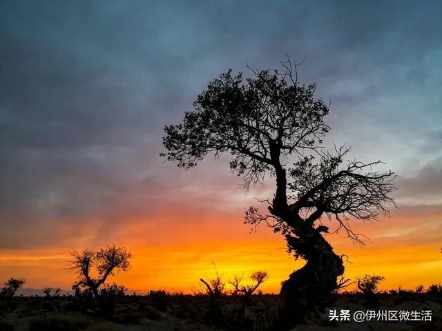  「秀美」天山北麓 秀美新疆伊吾