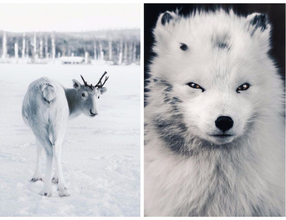 一年有200多天环球旅行,25岁芬兰野生摄影少年,6年ins圈粉120万