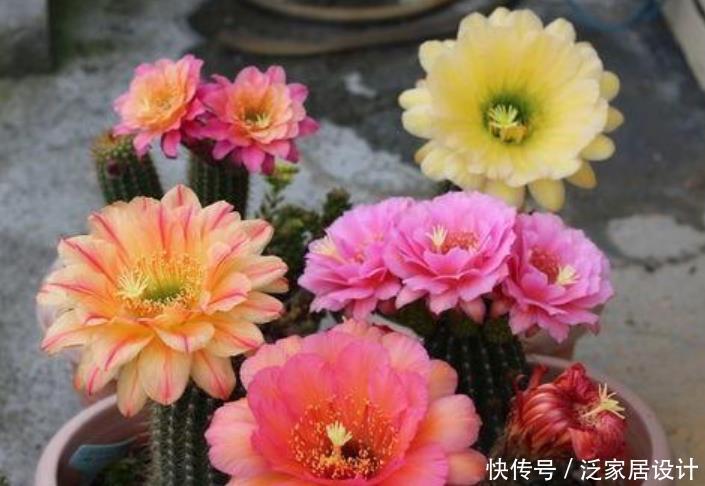  漂亮@“仙人球”开出漂亮花，养对方法才行，养不对，一辈子不开花！