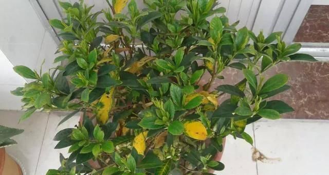  找到：栀子花总是爱黄叶？今天终于找到原因了！