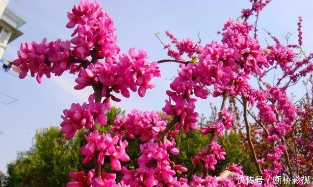 艳丽@紫荆花早春叶前开放,无论枝、干布满紫色花朵,艳丽可爱