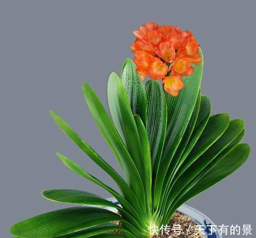  养殖|养“君子兰”坚持十年，总结出的养花秘籍，说的句句在理