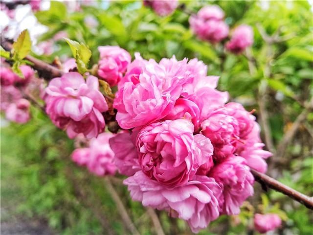  花儿：图集丨?花儿缀满枝头，醉了靖宇山城