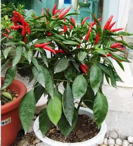  『邻居』阳台种菜，一个月长满盆，新鲜韭菜一茬接一茬，吃不送邻居