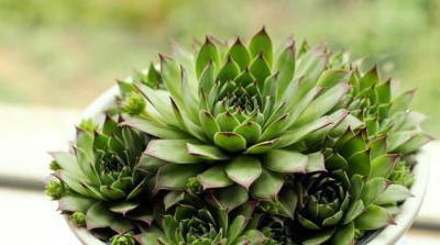  『植物』多肉植物长不胖,烂根越长越差？做好这几点想爆盆太容易!