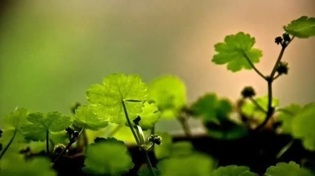  『该不该』花盆里“杂草”究竟该不该拔掉?多数人不清楚,难怪花总黄叶烂根