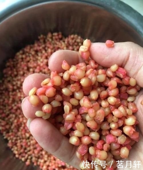  「水里」这几种饵料味道很难闻，却是鲤鱼草鱼的最爱，一般下竿就黑漂