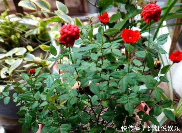 【放置于】家中有这三种花,别放北阳台,否则枝干细小难开花