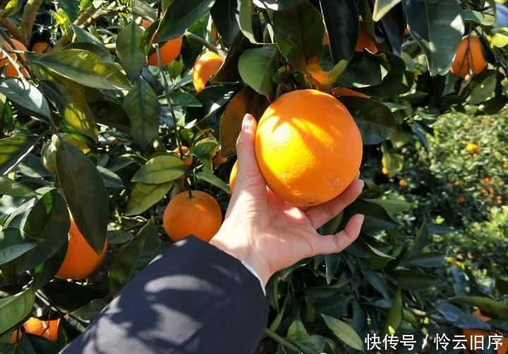  转型|在农村，想发家不能靠种地，这3行是赚钱“捷径”，想转型