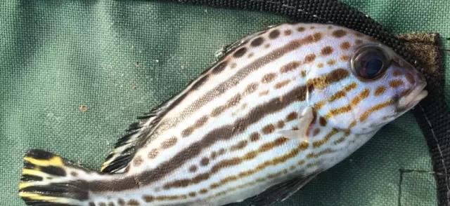  「东山叫红」46种海钓常见的鲷类鱼，最后一种高价的鱼原来也是鲷鱼，才知道