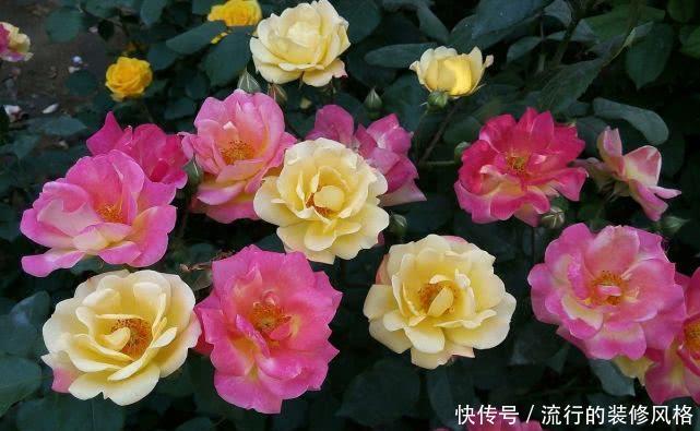  『肥料』月季花什么时候施肥比较好，需要注意什么？