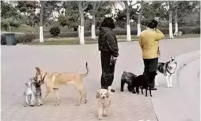 网传异烟肼只毒狗，对人无害，这是真的吗?一次讲明白