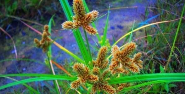 这草不能当鱼草,农民看见拔掉,殊不知好珍贵,今卖20元一斤了！