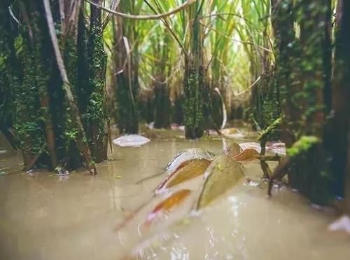  水产@广东首届渔业种博会下月南沙举行，渔业高科技园现场展示