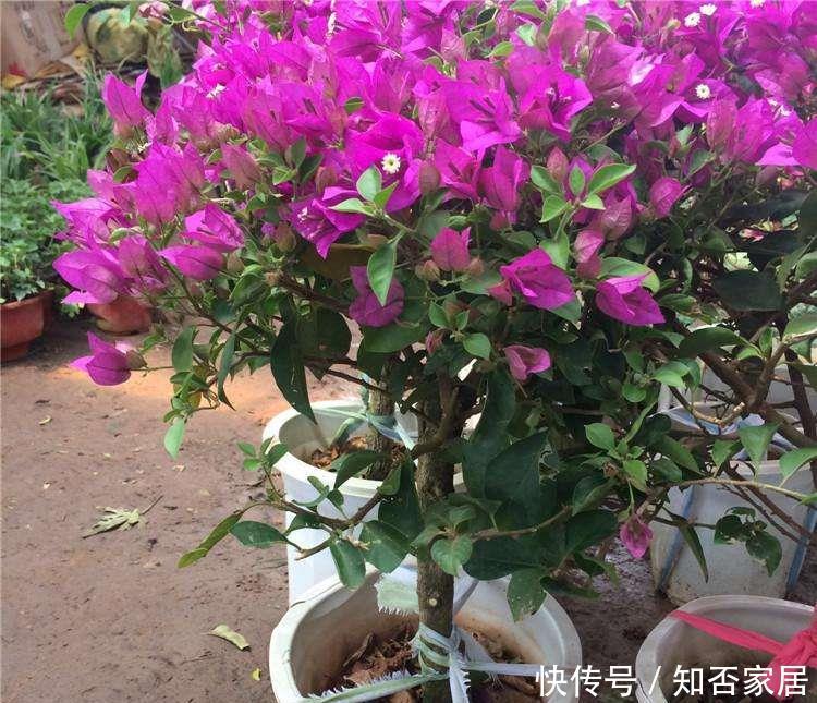  #一年四季#“3种花”，花期超长，好养好繁殖，一年四季看花开