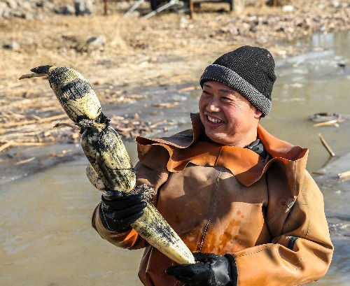  「水中」北方寒冬，挖藕的农民在零下十度的水里辛苦，令人敬佩