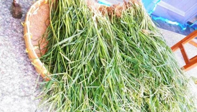  板蓝根|农村一恶草，曾是农民心头恨，如今有人用它喂鸡，效果堪