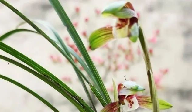  『能服』种植的兰花,多久能服盆?怎么施肥?