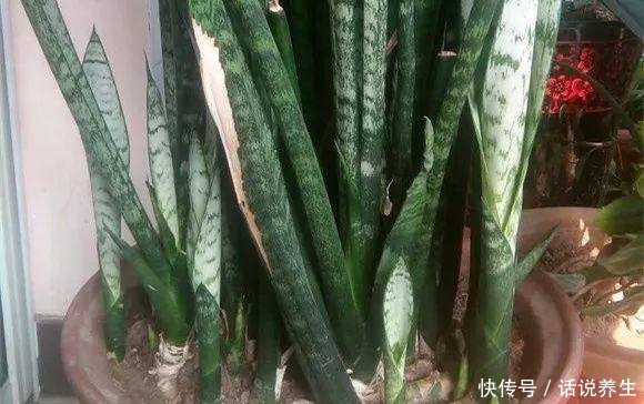 「穿破」虎皮兰不长新芽春天埋上2种肥,“钢芽”穿破盆