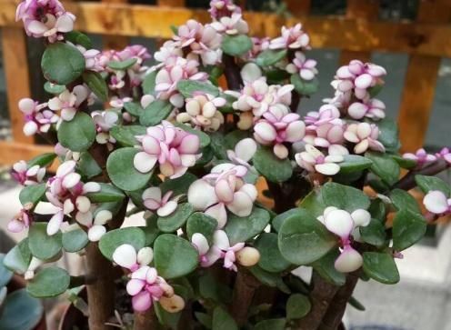 【传家宝】“2种植物”剪一刀,加点“料”,轻松养成盆景,可当“传家宝”