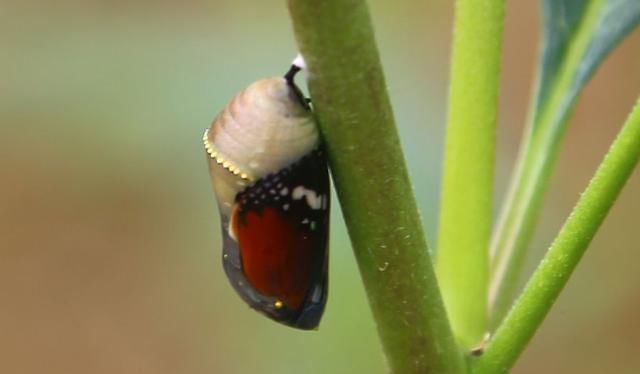  幼虫|养蝴蝶年赚百万，投入低还回报快