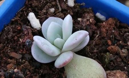  「生根」多肉叶插老不活?快给它翻个,一侧躺就生根!