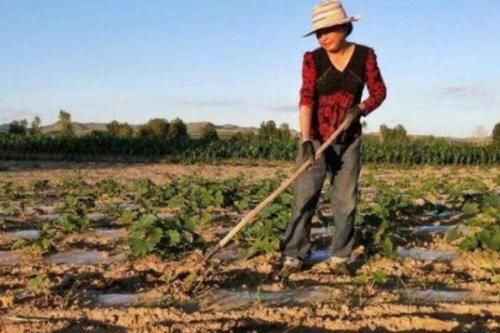  板栗：零售5元一斤，产地11月却只有1毛一斤，农民：一年的辛苦