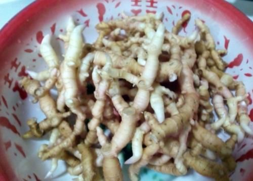  #黄精#过去野外常见的一种植物，如今浑身是宝，不少农民靠种植