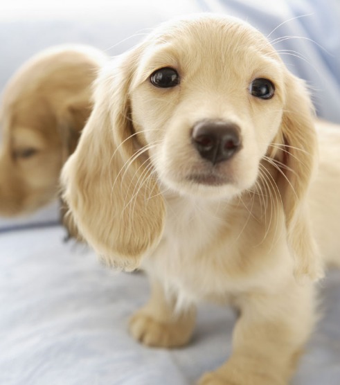 人肉搜索!毒狗药异烟肼曝光 全民声讨紫竹张先生 背后隐情震惊众