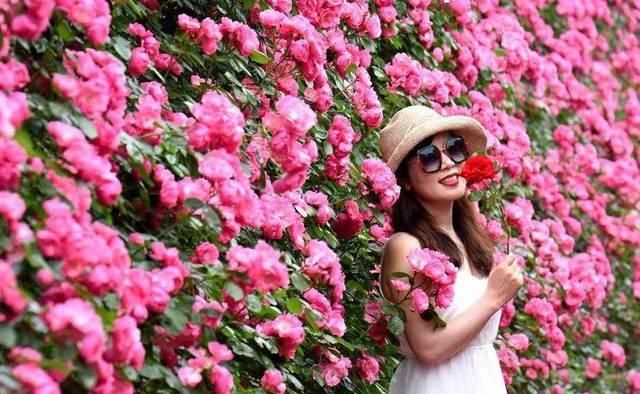 「体温检测」第四届〈花乡玫瑰〉艺术节!门票无限量免费送!