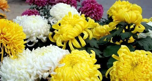  #泡水#这10种花，能泡水喝，又自带香味，还能煲粥做菜，你家阳台有几种