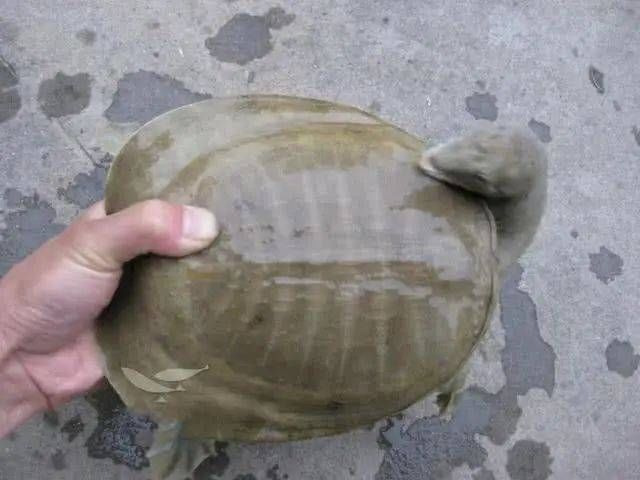  「饲养的甲鱼」一种历史悠久，技术含量很高的甲鱼钓法，如今只留在记忆里