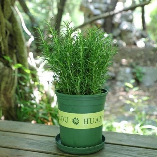  「植物」4种香香菜养在厨房，吸收油烟净化空气，随手摘一片还能调味