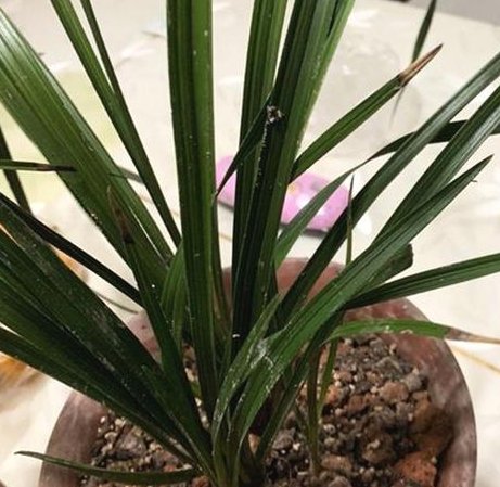  小妙|兰花养护小妙招，叶子发黄、发黑不着急，这几招轻松搞定
