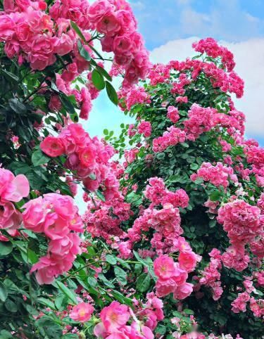  「体温检测」第四届〈花乡玫瑰〉艺术节！门票无限量免费送！