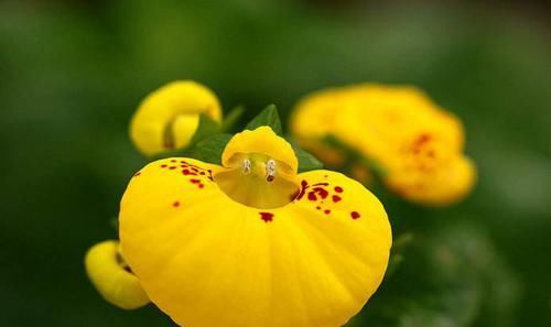 「娇艳」荷包花寓意吉祥，花开娇艳绚丽，养护荷包花要注意什么？