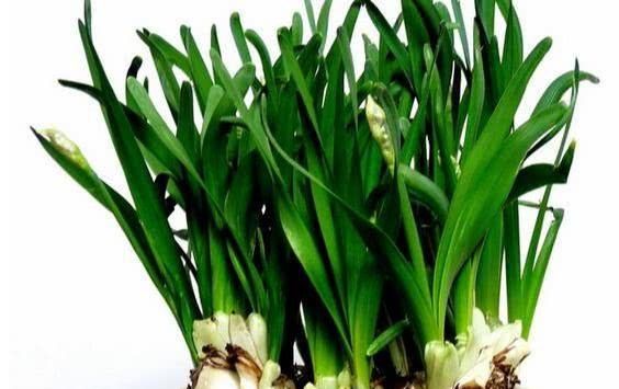  水仙花|误食水仙花幼苗怎么办？