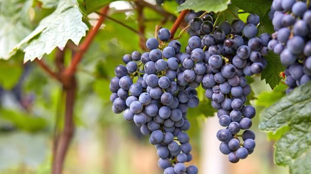  「自然条件」葡萄栽培技术的现状，及要点分析，种植户不妨一起看看！