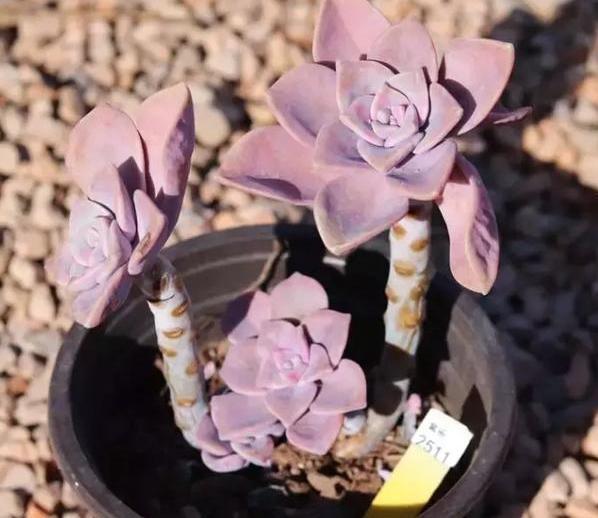  【变肥】紫乐多肉叶子发软？避开4个''误区''，植株叶片变肥、上色快