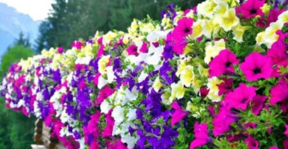  「家里」4种花被称为“开花小能手”，家里养两盆，四季开花不断，超美！