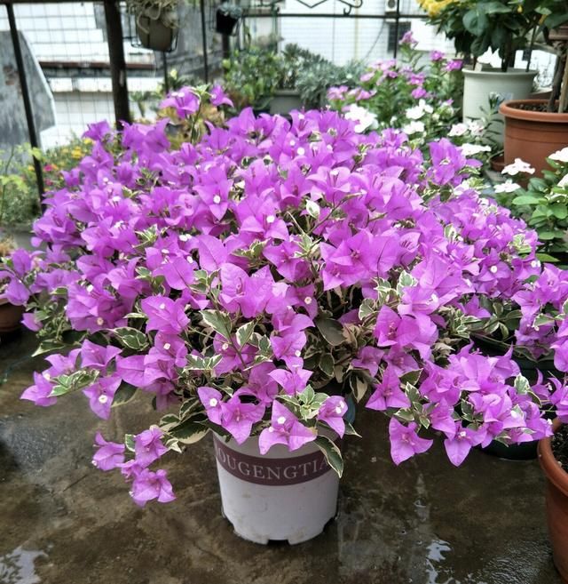  『入盛花期』夏天晒不死的4种“喜光花”，“一口气”能开半年，花量巨大