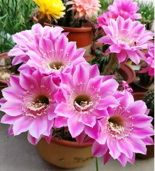  #春天#最适合春天养护的4种花，养上一盆四季欣赏，好养活还不贵