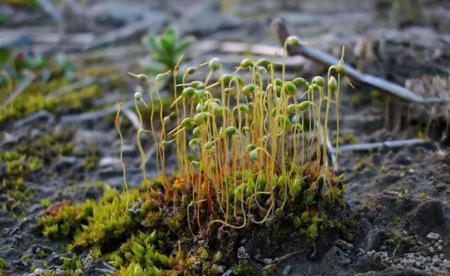  【些地方】农村角落里的野草，是一种很好的药草，遇见可以采摘一些